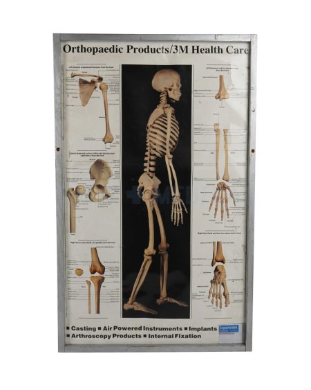 Skeletal Model Poster